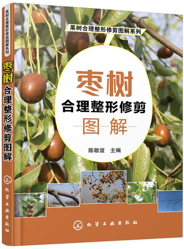 果树合理整形修剪图解系列--枣树合理整形