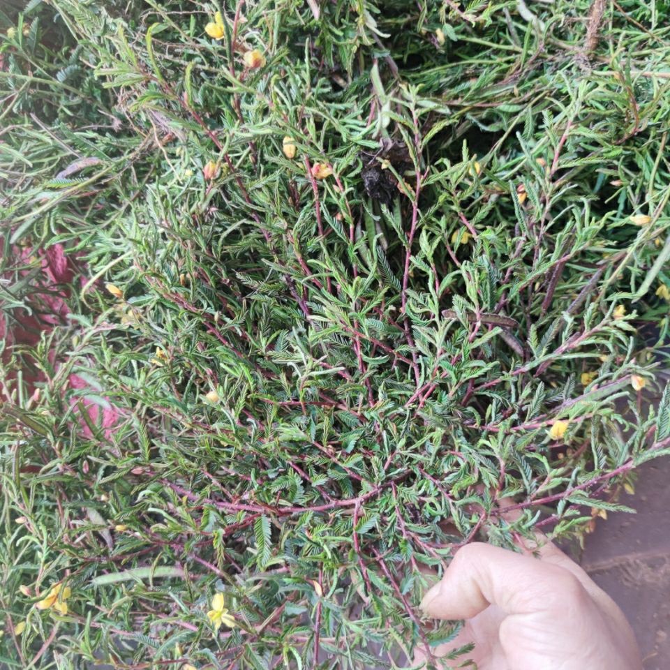 伟博消大小,三阳肝退黄 矮脚铁甲草 软肝草 益肝草新鲜 500克【嘉万
