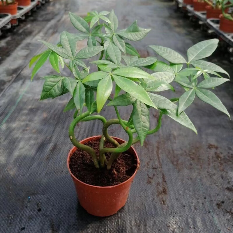 办公室盆栽室内室外易养活四季常青树 奇趣发财树【4颗辫子】加仑盆