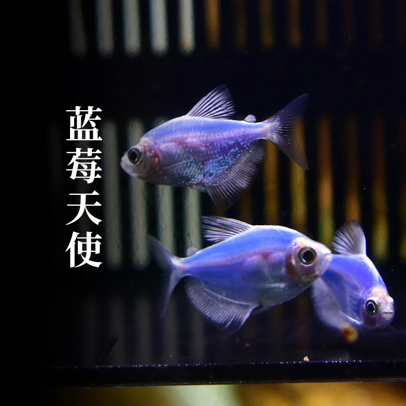 水族活体价格历史查询|水族活体价格走势