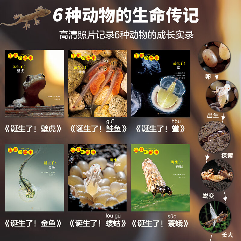 生命的故事 高清实拍昆虫科普万物运转的秘密大百科 3-8-10岁幼儿园自然科学早教启蒙全书儿童绘本 小学生课外阅读动物世界获奖图书 无穷小亮、人民日报推荐 【新】生命的故事 第5辑（6册）