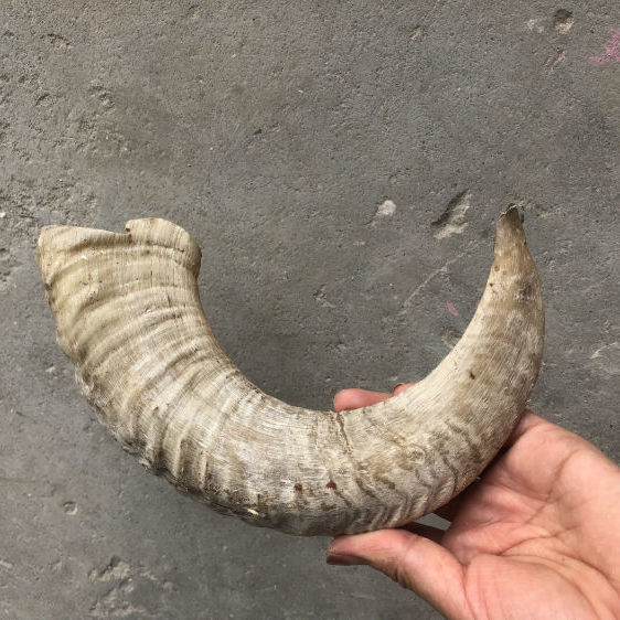 天然山羊角空心原角绵羊角中药山羊角丝纯手工山羊角 绵羊角外弧长40