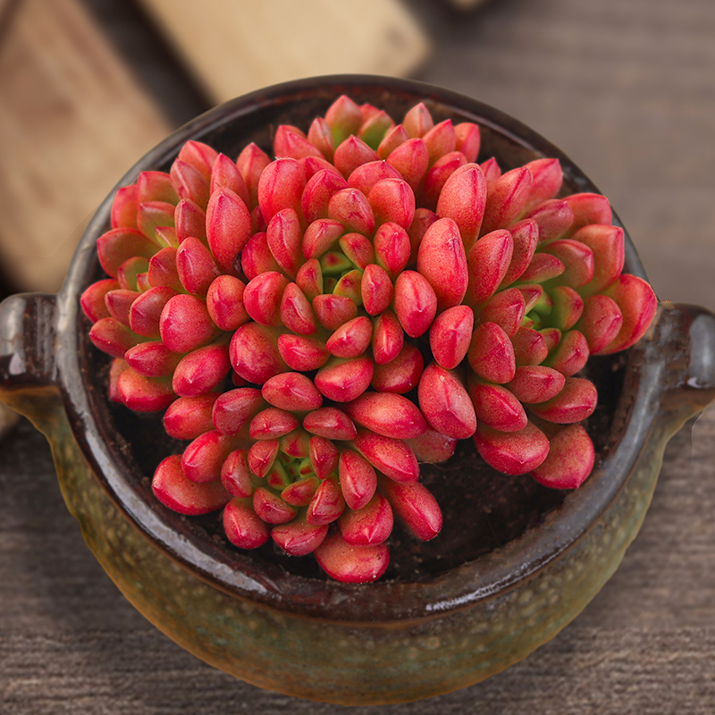 大颗好养老桩肉肉花多头盆栽绿植花卉精品组合大群生 红宝石多头群 不