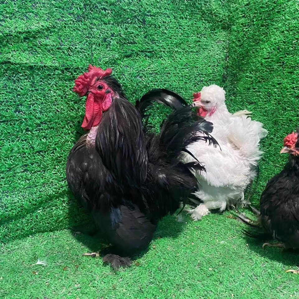 精品纯种宫廷元宝鸡青年鸡小体型宠物鸡观赏鸡元宝活体一对 精品青年