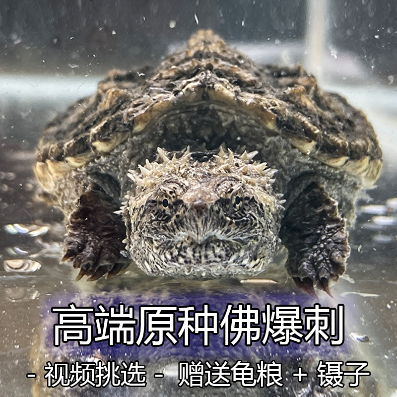 原种纯佛鳄龟活物爆刺小鳄龟宠物龟观赏龟  一只装 2-4 杂佛