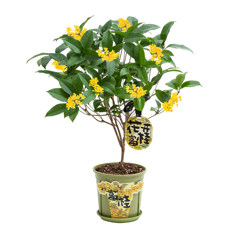 看生活鲜花历史价格|生活鲜花价格走势