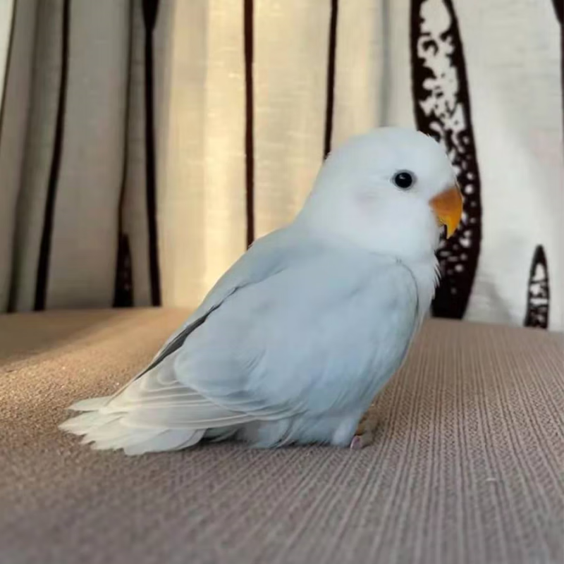 牡丹鹦鹉幼鸟人伊莎雏鸟玄风说话黄桃绿桃宠物活体 精养断奶 蓝伊莎