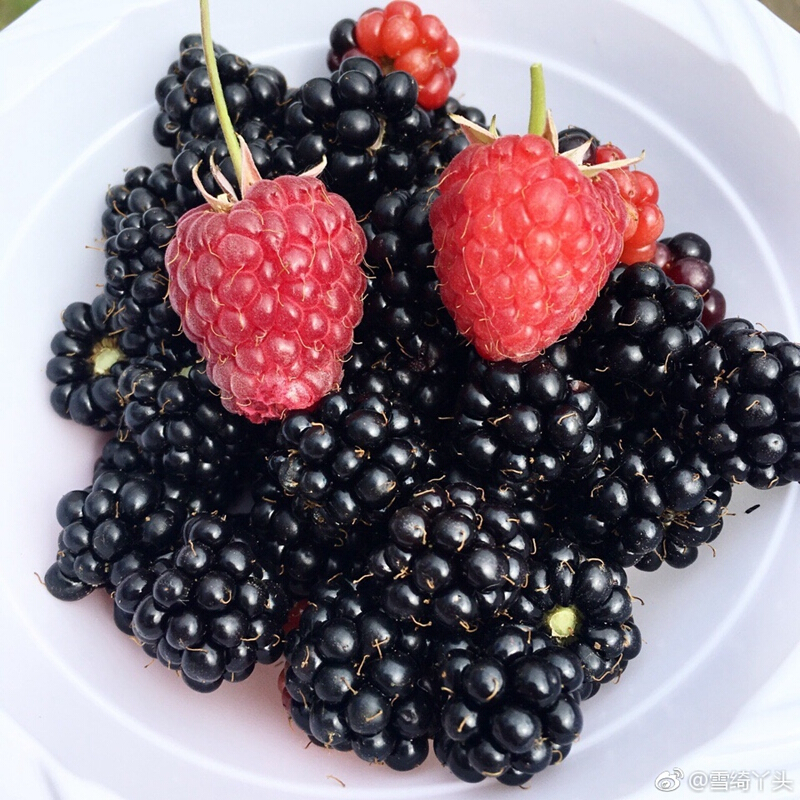 虎钢馋冻黑莓 1kg 新鲜 黑莓酱榨果汁新鲜水果