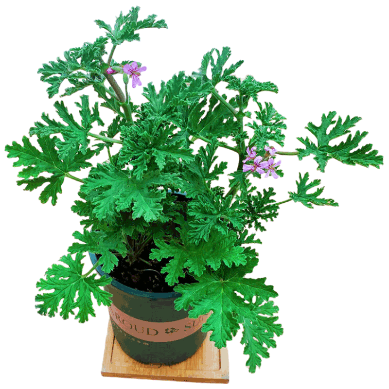 沭之美驅(qū)蚊草盆栽植物室內(nèi)綠植桌面 驅(qū)蚊草+0.5塑料加侖盆 源頭直發(fā)