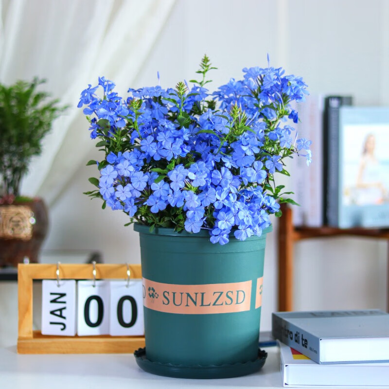 蓝色花盆种什么花搭配图片