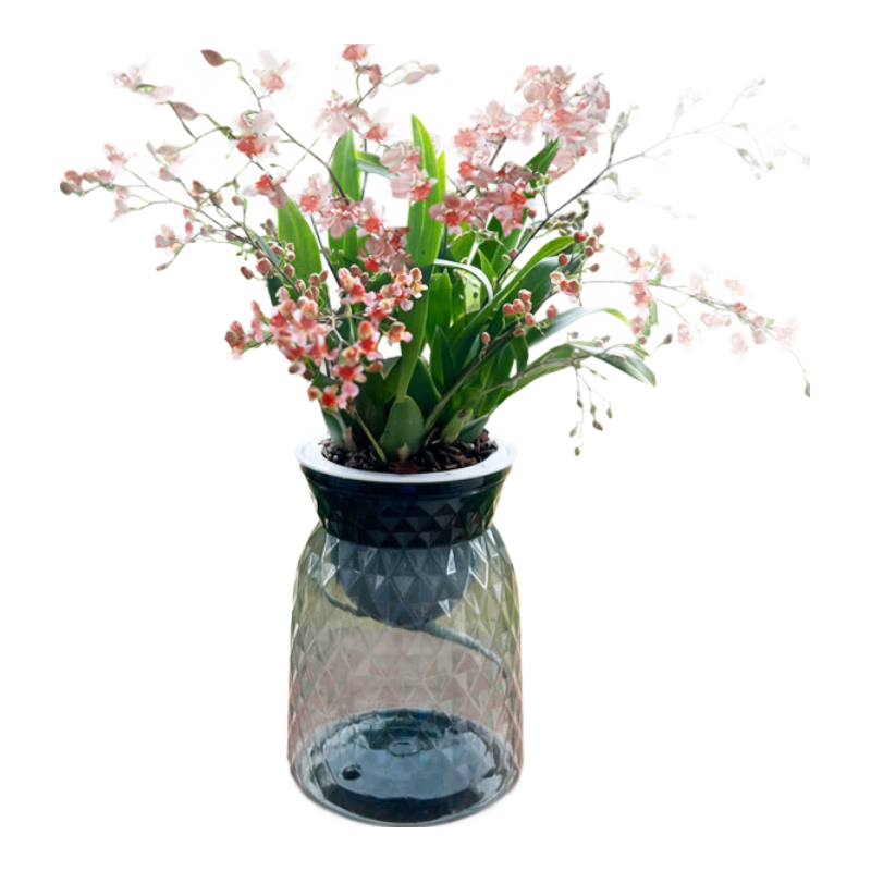 ���w�m��������ˮ����������Ũ�㻨������ ��ɫ��5֧�����������Դͷֱ�� 32.8Ԫ