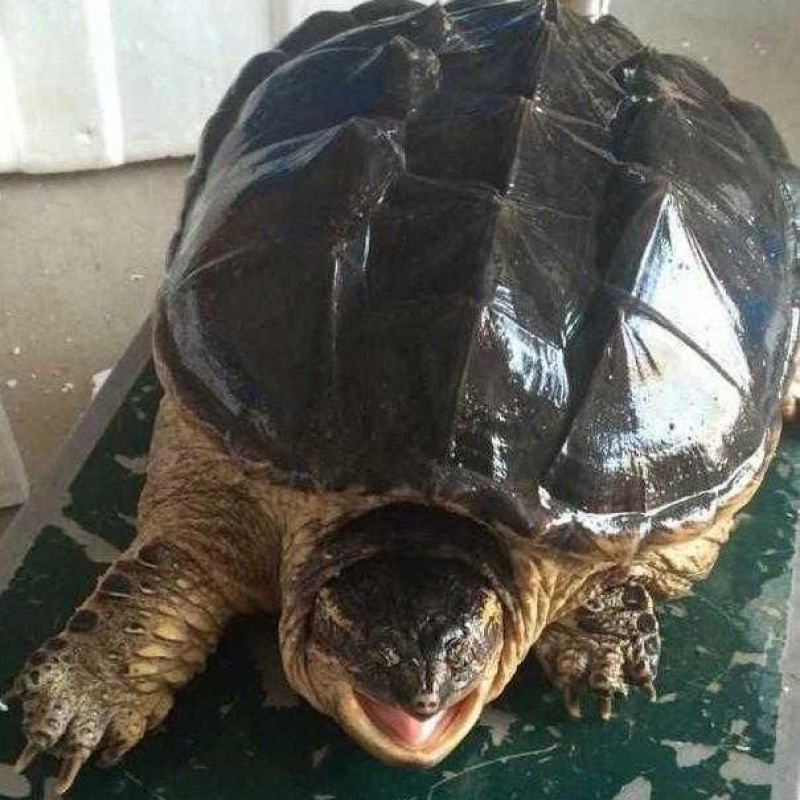 大甲鱼活体王八中华鳖生鲜水产 维布拉缇 【精品鳄龟】7-9斤