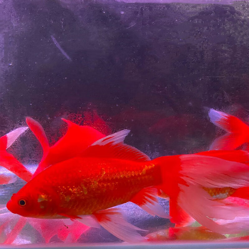 长尾大红草金活体金鱼活鱼锦鲤好养淡水观赏鱼冷水不加温鱼苗 11-13cm