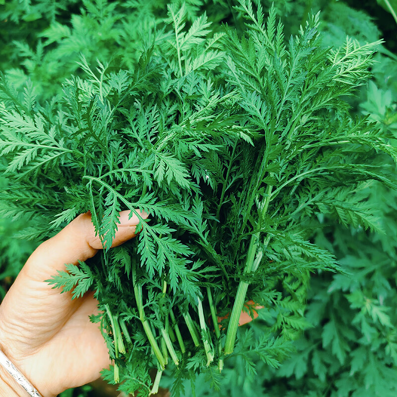 伴悦行新鲜苦蒿 香蒿 青蒿草 黄花蒿 铜臭蒿子 现摘现发 泡茶水清热下