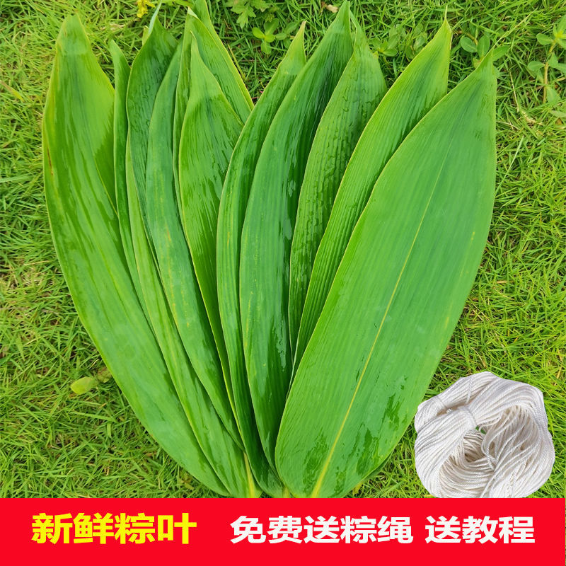 (现摘直发)COZOK 新鲜大粽叶江西现摘野生粽子叶真空包装棕叶箬叶带棉线 7-10cm精选(现摘新鲜粽叶) 50片+棉绳【量少试做】