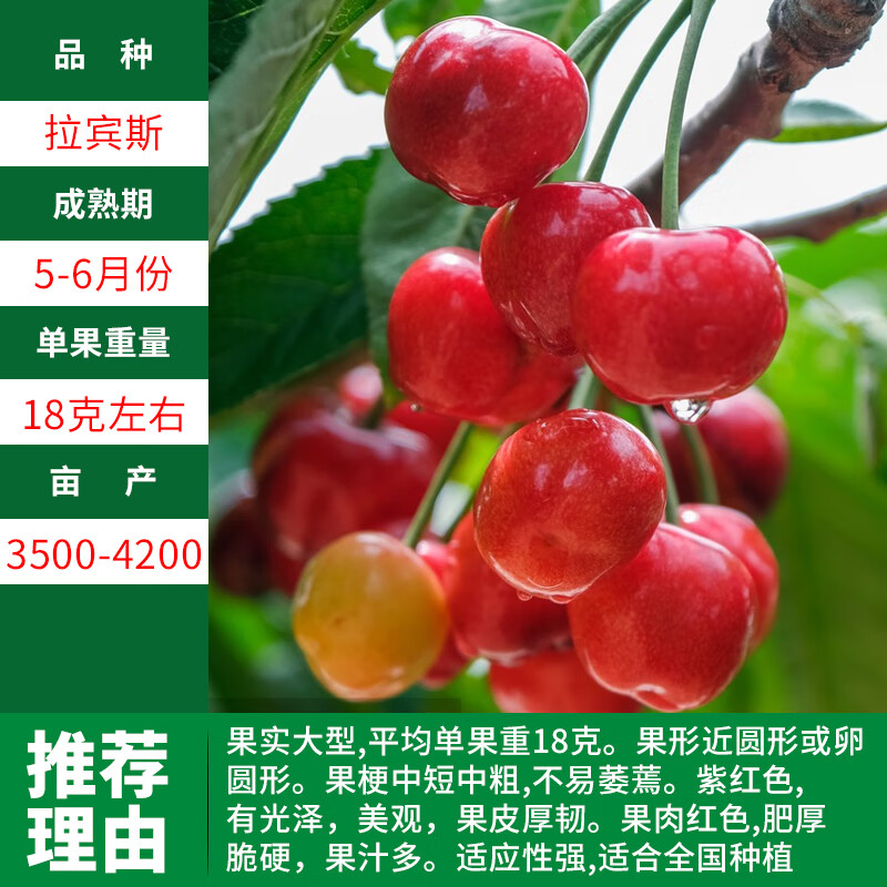 树苗正宗樱桃树苗当年结果车厘子大樱桃树苗 拉宾斯(5年苗当年结果)