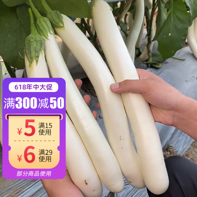 神禾 白茄子种子苗种苗鸡蛋茄春季秧苗蔬菜苗阳台盆栽寿光 白雪公主
