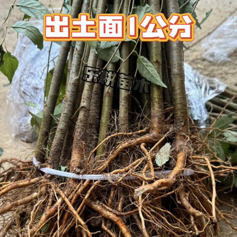 樱桃实生苗大青叶实生樱桃苗未嫁接樱桃砧木苗樱桃直生苗 实生樱桃