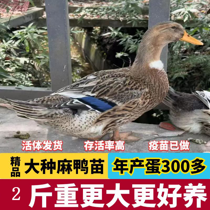 高产绿壳蛋麻鸭鸭活鸭子活鸭青年小鸭子水鸭家鸭蛋鸭 1斤麻鸭(6只公母