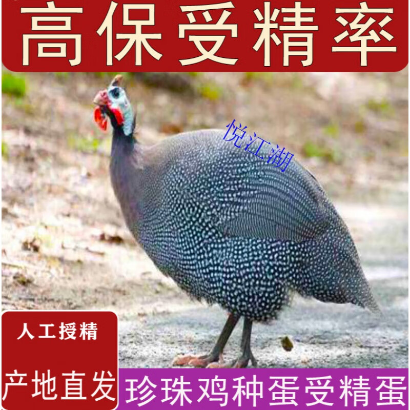 悦江湖纯种珍珠鸡种蛋受精蛋可孵化小鸡珍禽观赏高产土鸡受精卵种 10