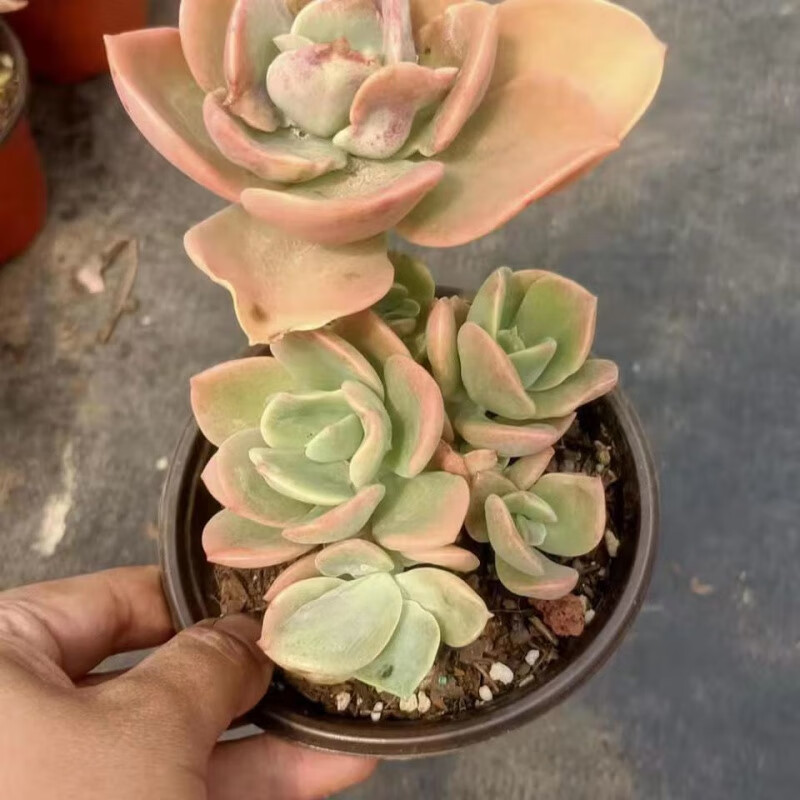 硕驰鹤氏多肉大颗超大贺氏多肉植物阳台肉肉皮实好养植物盆栽易度夏