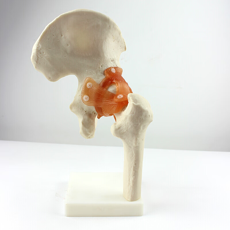 颐诺(enovo medical model)人体髋关节股关节模型人体骨骼模型运动骨