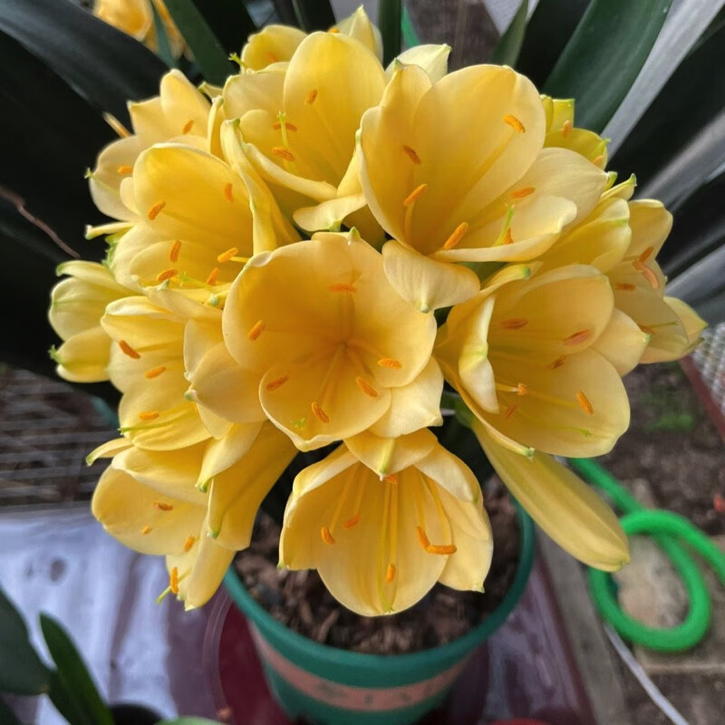 君子兰苗黄金佛手兰花苗异色花客厅 办公室高端君子兰花卉绿植 黄金