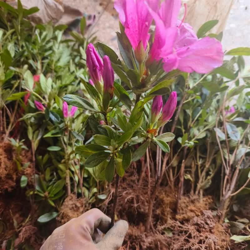 鱼七秒毛杜鹃夏娟春杜鹃工程绿化苗西洋杜鹃庭院花坛四季开花映山红