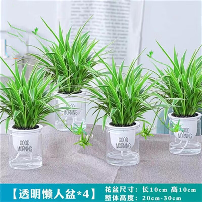 清韵伊人金边吊兰盆栽花卉植物室内花阳台四季常青绿植水养水培垂吊