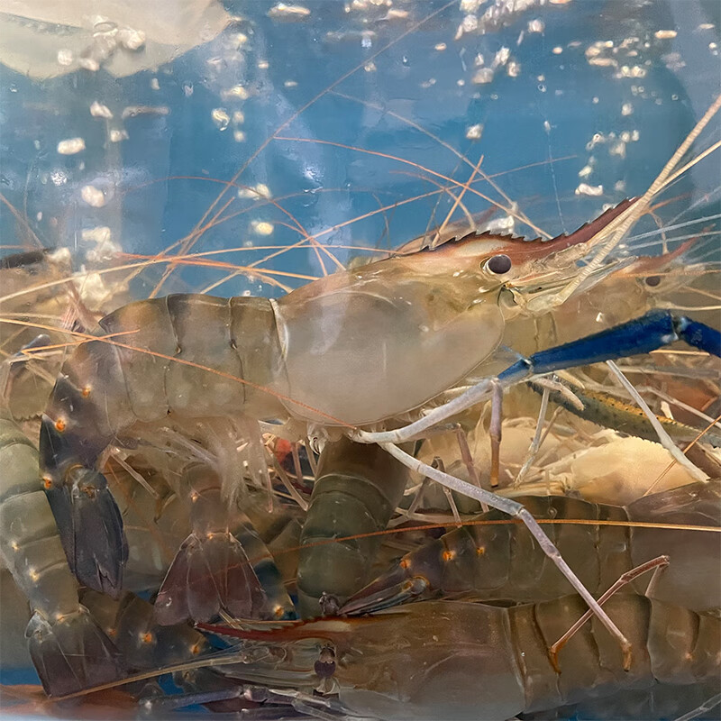 凡今仟味【活鲜】 鲜活罗氏沼虾1000g袋装