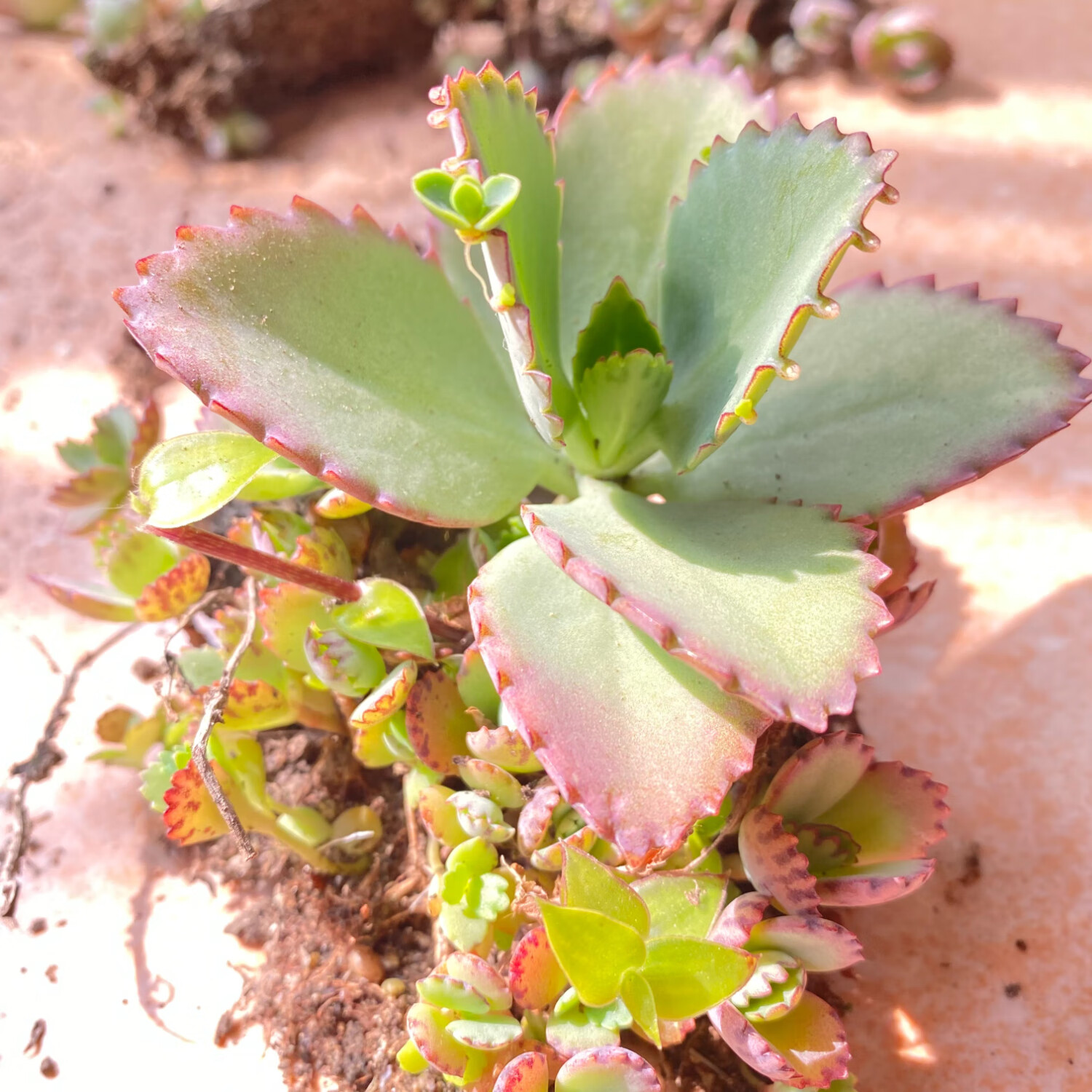 大叶落地生根 不死鸟多肉植物 宽叶老桩绿植盆栽 宽叶1颗(8-10cm)