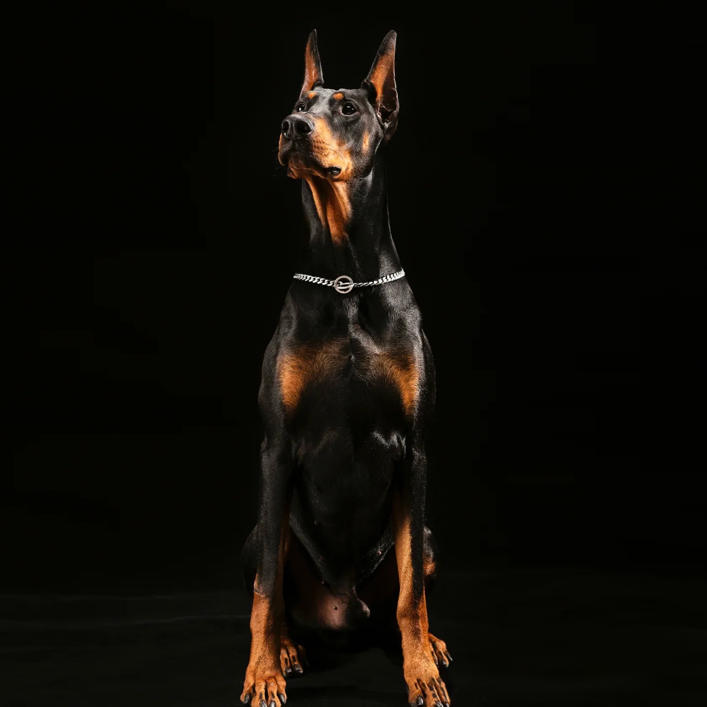 采缇(caiti) 杜宾幼犬纯种德系杜宾幼犬活体美系杜宾犬大型防暴犬警犬