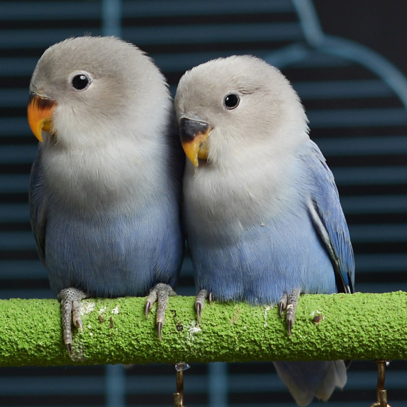 闽笼手养断奶特萌鹦鹉幼鸟特色大头虎皮牡丹玄凤鸟活