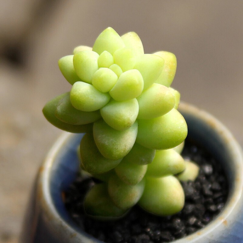 迎虞花苑 新玉缀多肉植物植物多肉带盆多肉植物老桩 新玉缀单头(不含