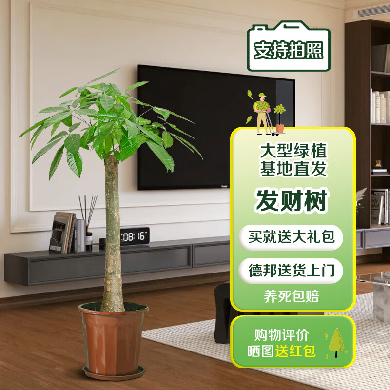 花兮绘发财树大盆栽公司开业常青植物 独杆款发财树高1.2-1.3米含原胶盆