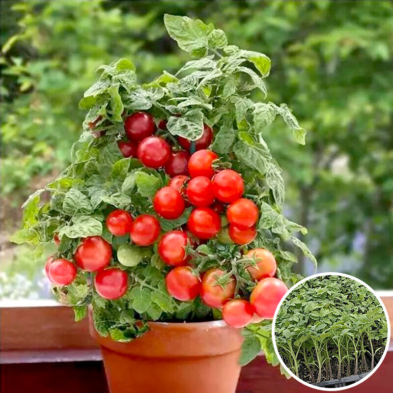 农之子 矮生小番茄苗种子盆栽阳台种植树苗秧蔬菜苗子春季西红柿矮