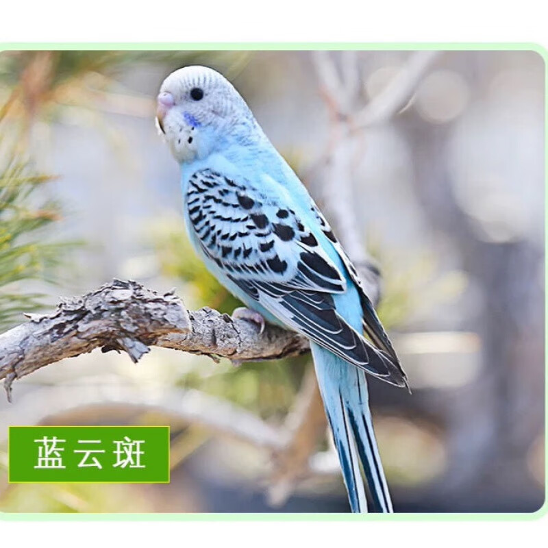 虎皮会学说活体鹦鹉小鸟成年手养宠物鹦鹉活鸟 蓝云斑(包教说话)
