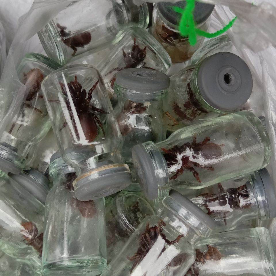 伟博野生口袋虫地蜘蛛画眉鸟鸟食降火提性上性  【6月16日发完】 小号