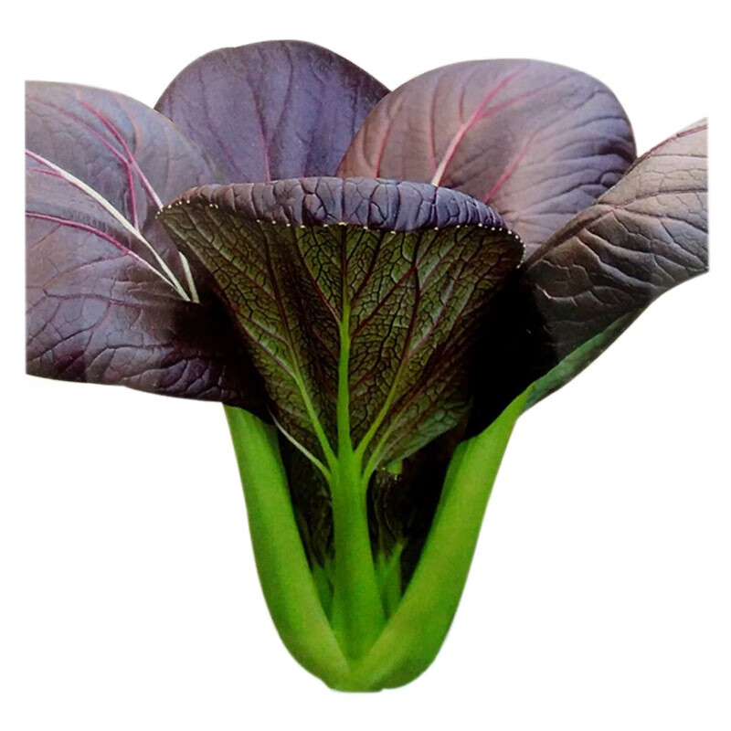 寿光蔬菜种子 紫油菜种四季大全紫色小青菜籽菜园油菜籽 紫油菜20g