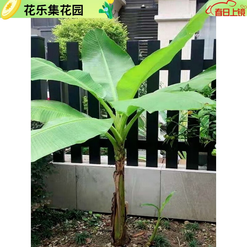 京佳乐芭蕉树苗庭院大型绿植花卉芭蕉苗 北方耐寒观赏芭蕉树苗盆栽大叶 北方耐寒芭蕉树小苗_修剪30厘米