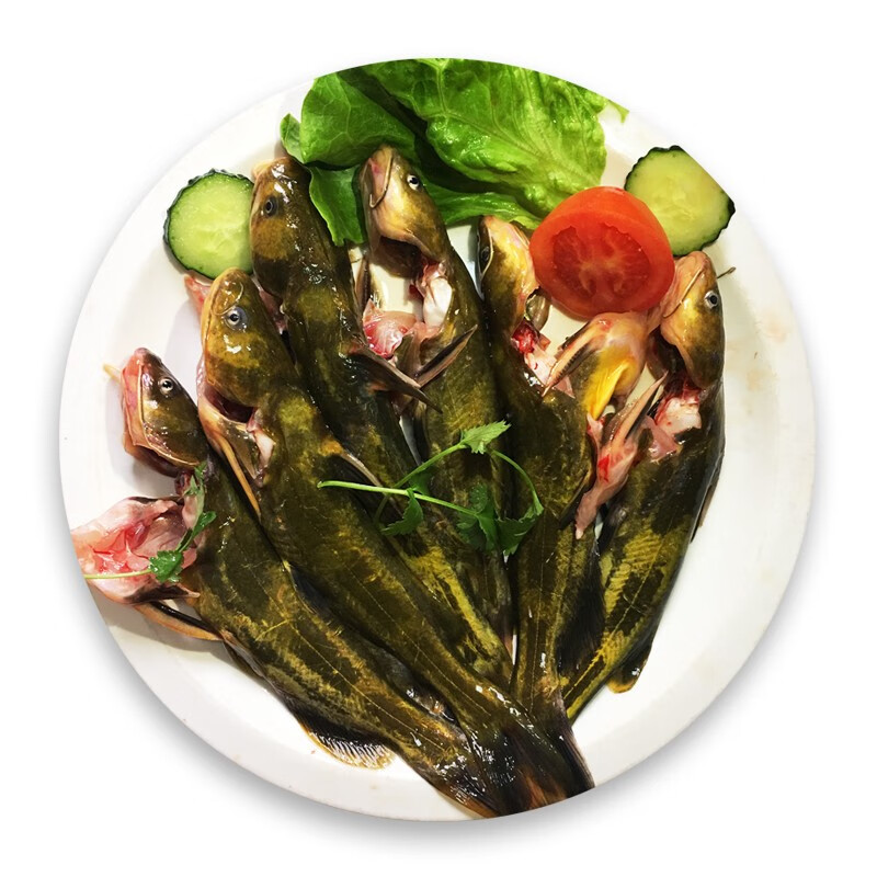 皓谦淡水鱼鲜活现杀昂刺鱼角针鱼昂针鱼黄骨鱼黄辣丁 昂刺鱼每斤3-5条