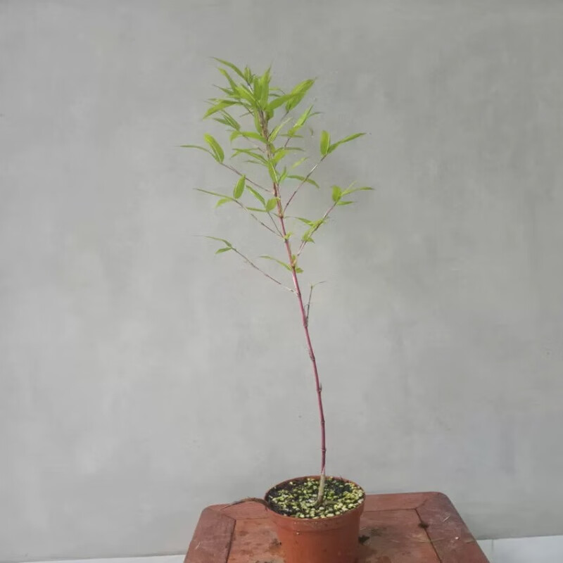 唐花芬阁日本朱竹红竹红寒竹花叶寒竹绿植盆栽书房迷你阳台高档竹子有