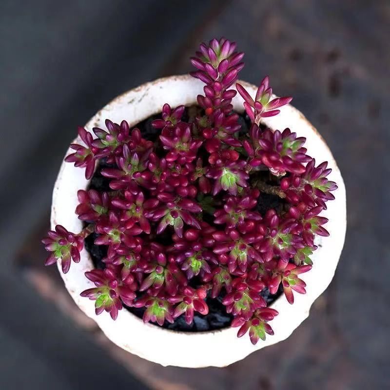 卉双多肉植物紫米粒紫色会开花小米粒喜欢晒太阳越晒越红好养易爆盆