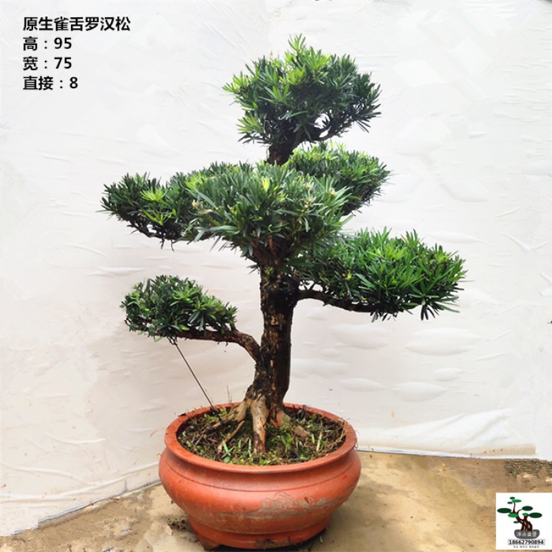 花友 实拍 中大型罗汉松盆景树桩 别墅庭院种植 原生雀舌罗汉松 实物