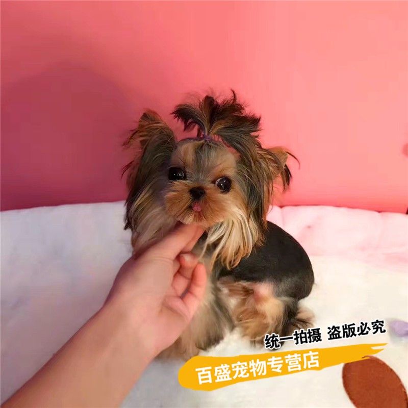 别态萌纯种约克夏犬幼犬活体 出售茶杯体长不大约克夏宠物狗伴侣犬
