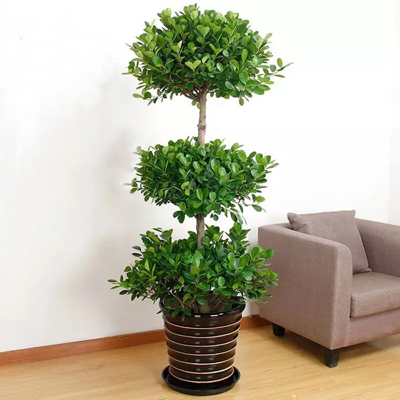 三根毛金钱树幸福树盆栽客厅书房办公室大型绿植室内办公室绿植 摇钱