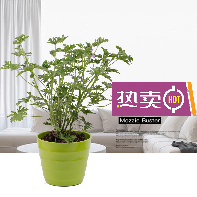 瑰季香叶天竺葵 香草植物 夏季常备绿植 天兰葵(条纹盆) 含盆