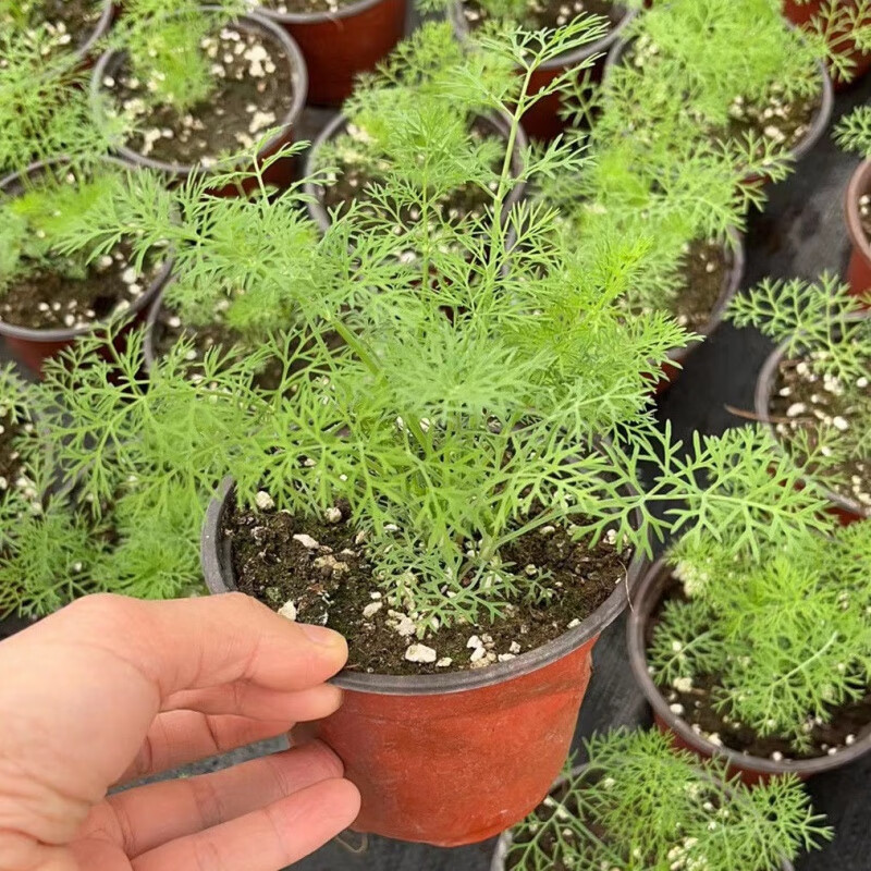 本地茴香 可食用 料理 包饺子 芳香植物 带盆栽好 小盆茴香懒人盆