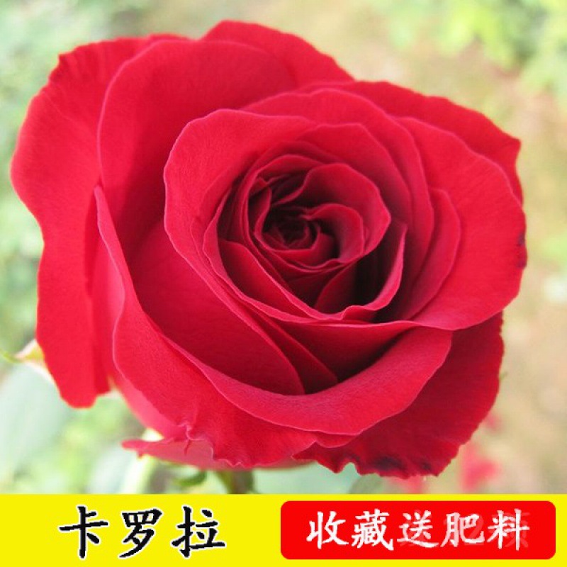 8年玫瑰花大苗盆栽花卉观花植物室内花蔷薇月季花四季带花 卡罗拉【16