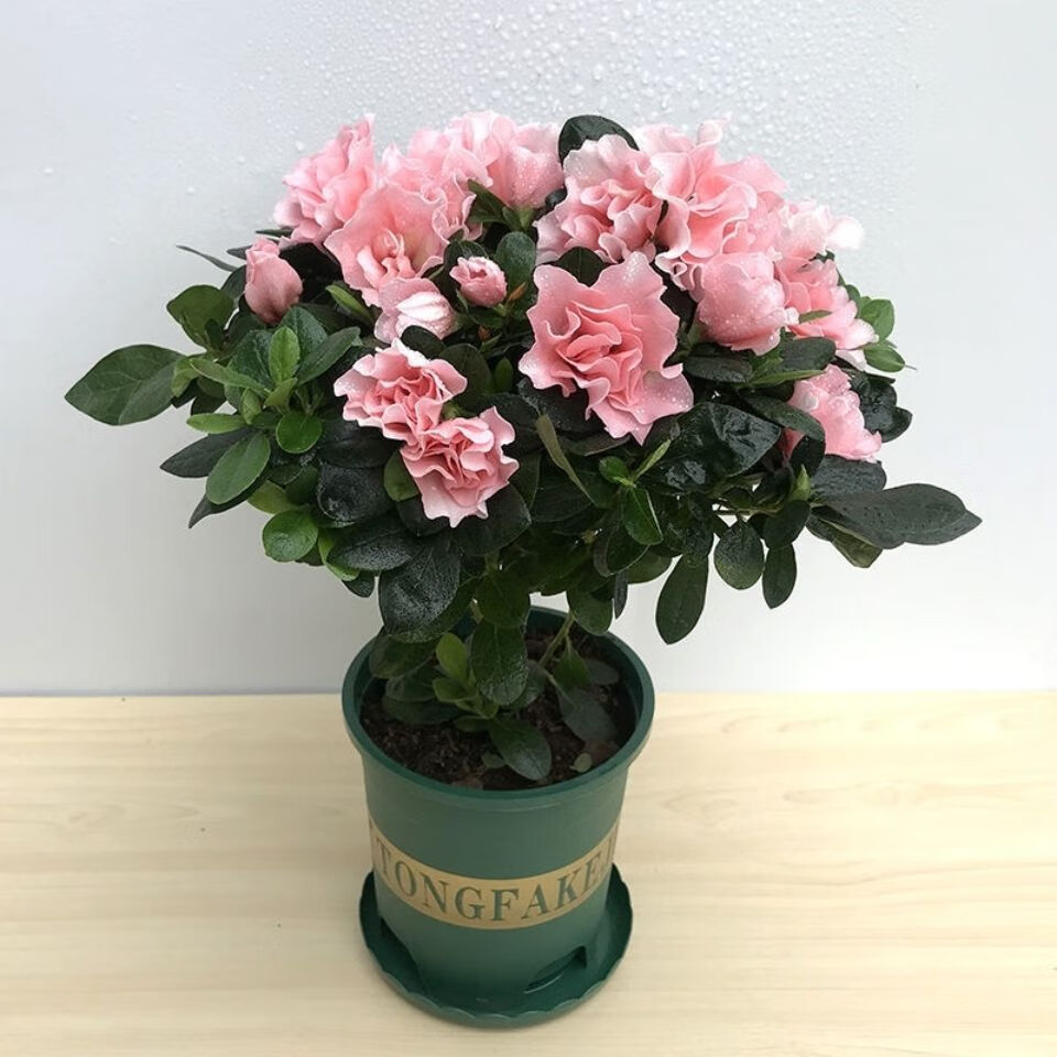 四季开花 西洋杜鹃花苗盆栽室内庭院植物紫杜娟花树映山红带花苞 粉色杜鹃5年苗带花苞 不带盆 京东折扣/优惠券